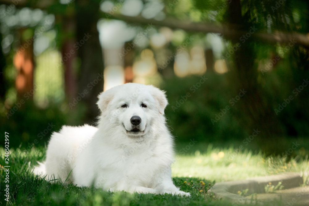 amazing dog morema lay on grass in sunshine