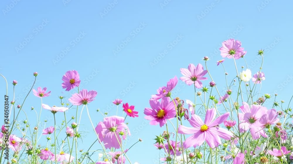 Beautiful purple cosmos flowers garden with clear blue sky background Beautiful purple cosmos flowers garden with clear blue sky background