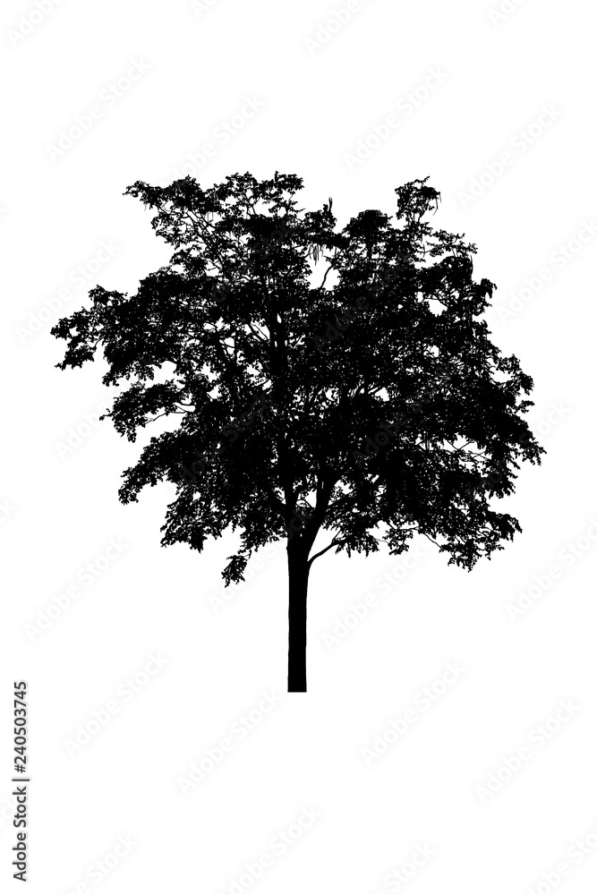 Fototapeta premium tree silhouettes beautiful on white background