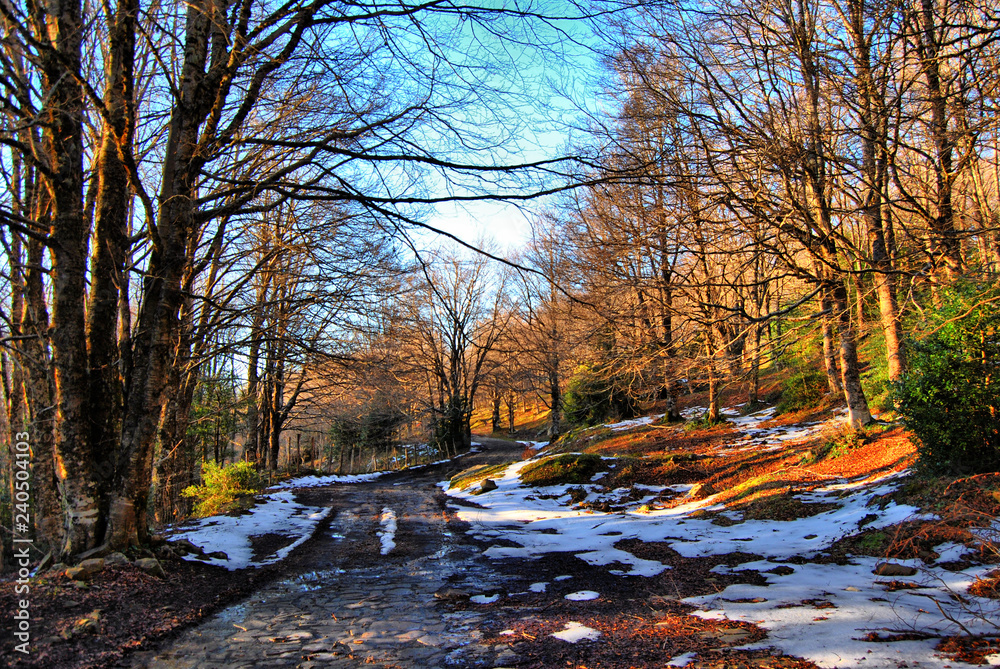 Passeggiando per il bosco