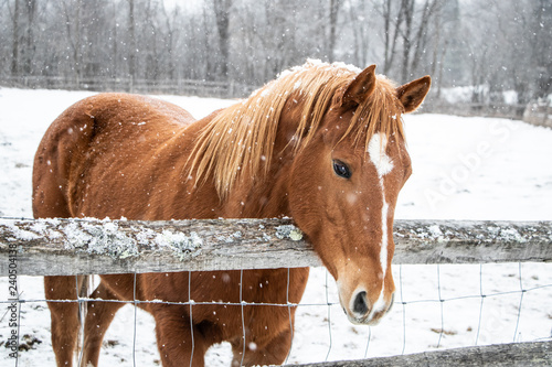 Fototapeta Naklejka Na Ścianę i Meble -  Brown horse standing behind wooden fence during winter snowfall