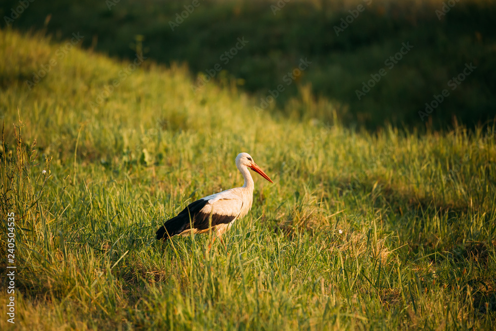 Belarus. European White Stork Standing In Green Summer Grass. Wi Belarus. European White Stork Standing In Green Summer Grass. Wi