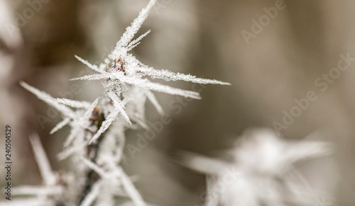 Macro view of tree branches with needle frost on it © proimagecontent
