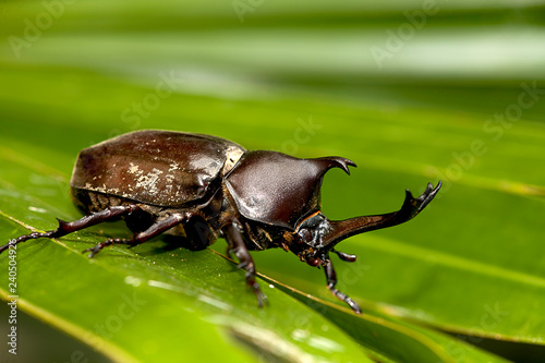 Closeup Rhinoceros beetle, Rhino beetle, Hercules beetle, Unicorn beetle © nicholashan