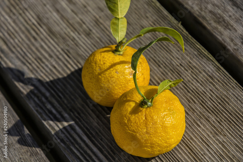Citron  Citrus Small Citrus fruits