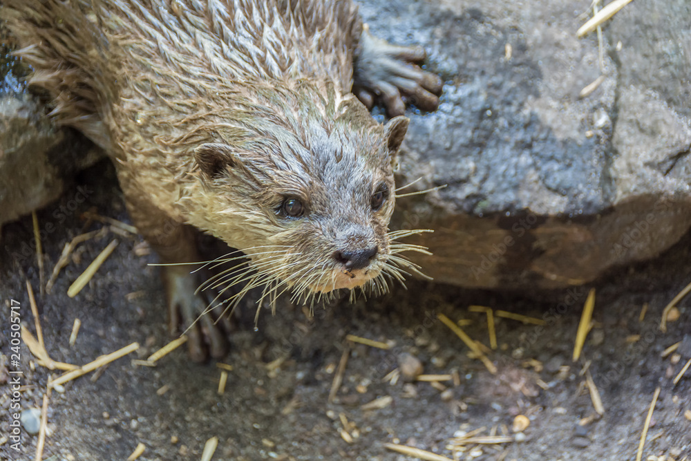 Fototapeta premium Otter on a stone. Closeup. Copy space for text