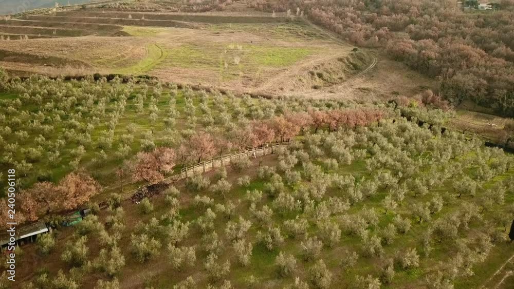 Aerial drone view of amazing autumn colors in vineyards Aerial drone view of amazing autumn colors in vineyards