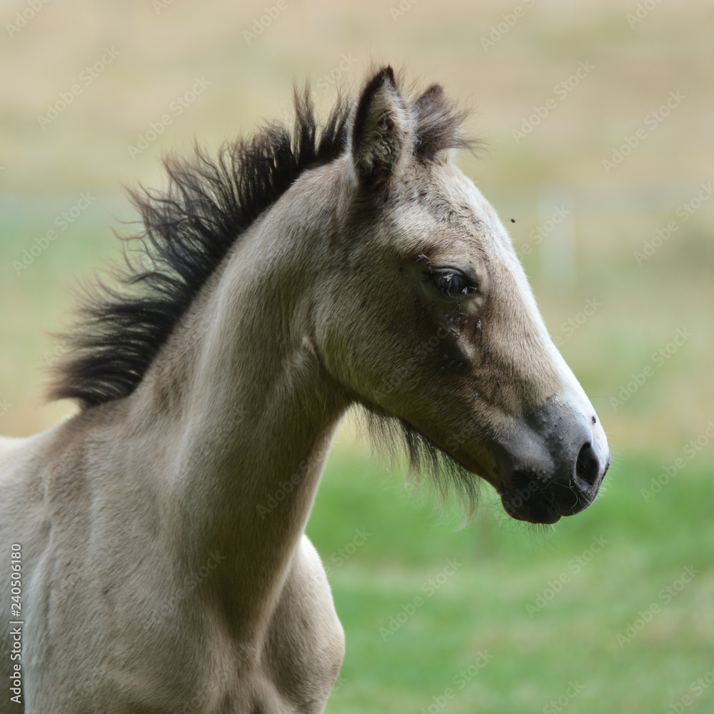 Obraz premium Portrait de poulain .