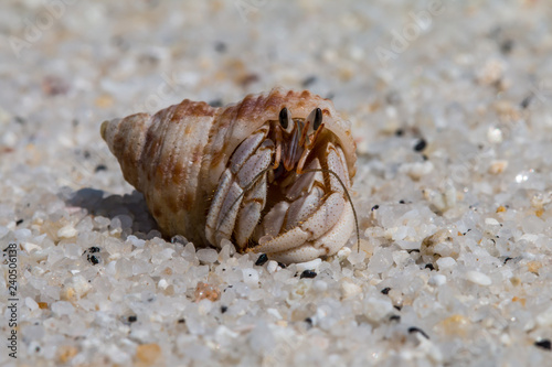 hermit crab