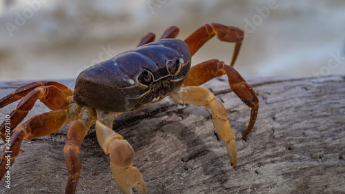 Crab Crawling On Tree Bark