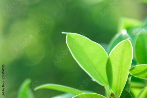 Closeup nature green background leaf blurred and natural plants branch in garden at summer under sunlight concept design wallpaper view with copy space add text.