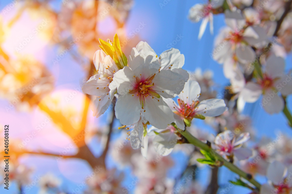 white spring cherry blossom