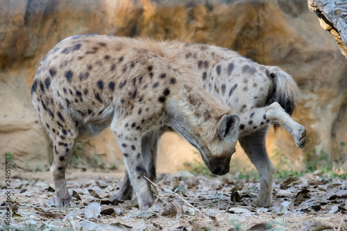 spotted hyena © J.NATAYO