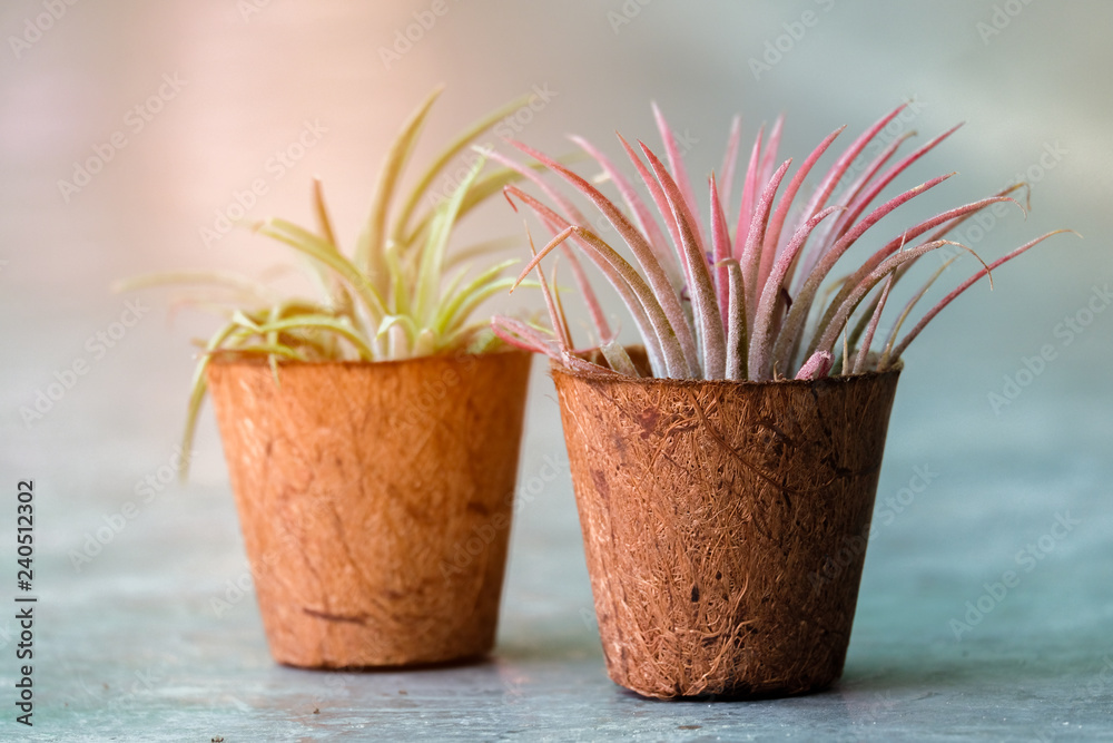 Tillandsia Tillandsia