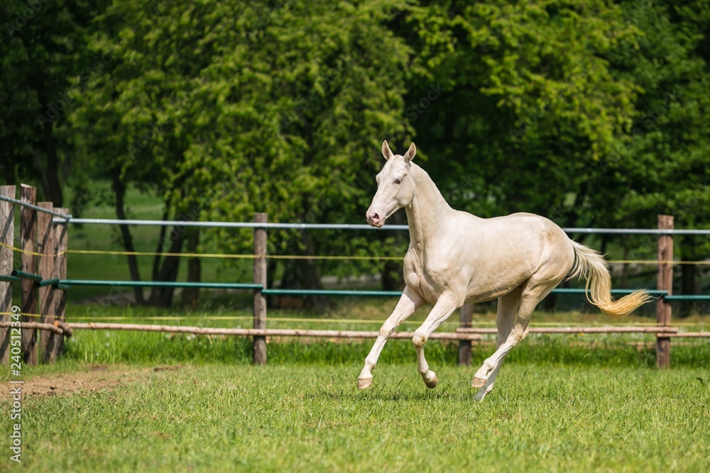Young white stallion of Akhal Teke horse breed from Turkmenistan, galloping in a paddock, wooden poles, fence in background, green grass and trees, sunny summer day