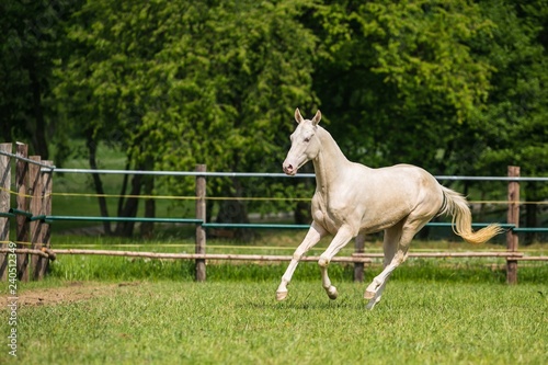 Young white stallion of Akhal Teke horse breed from Turkmenistan, galloping in a paddock, wooden poles, fence in background, green grass and trees, sunny summer day © Lioneska