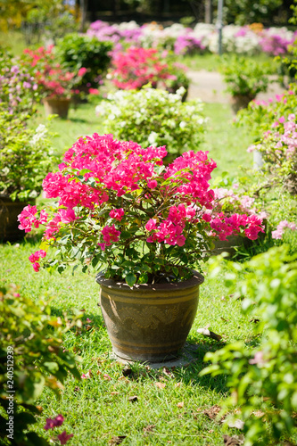 Pink bougainvillea flowers © gexphos