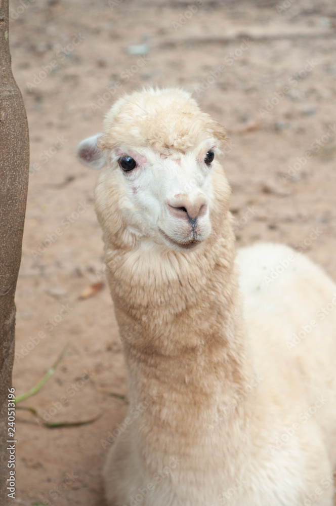 Obraz premium Alpaca