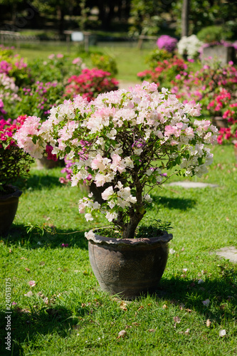 bougainvillea flowers in pot at garden