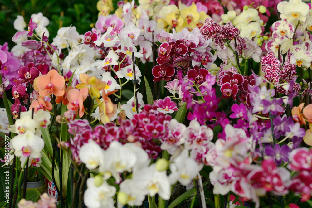  orchids in the store of plants of different colors and varieties selling flowers in pots grow orchids care arangery shop - obrazy, fototapety, plakaty 