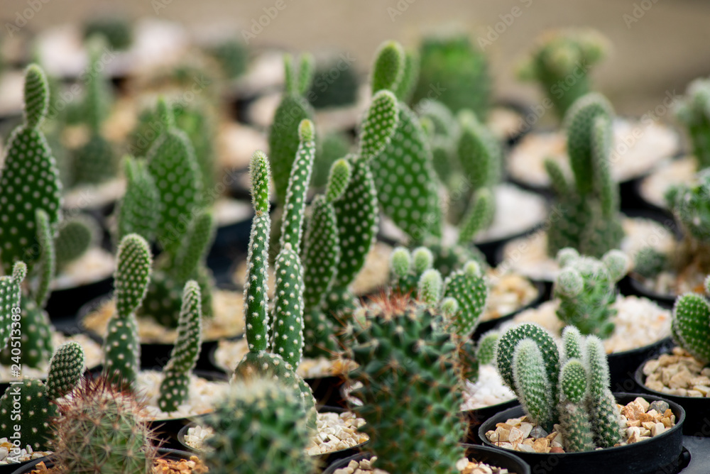 Small cactus Small cactus