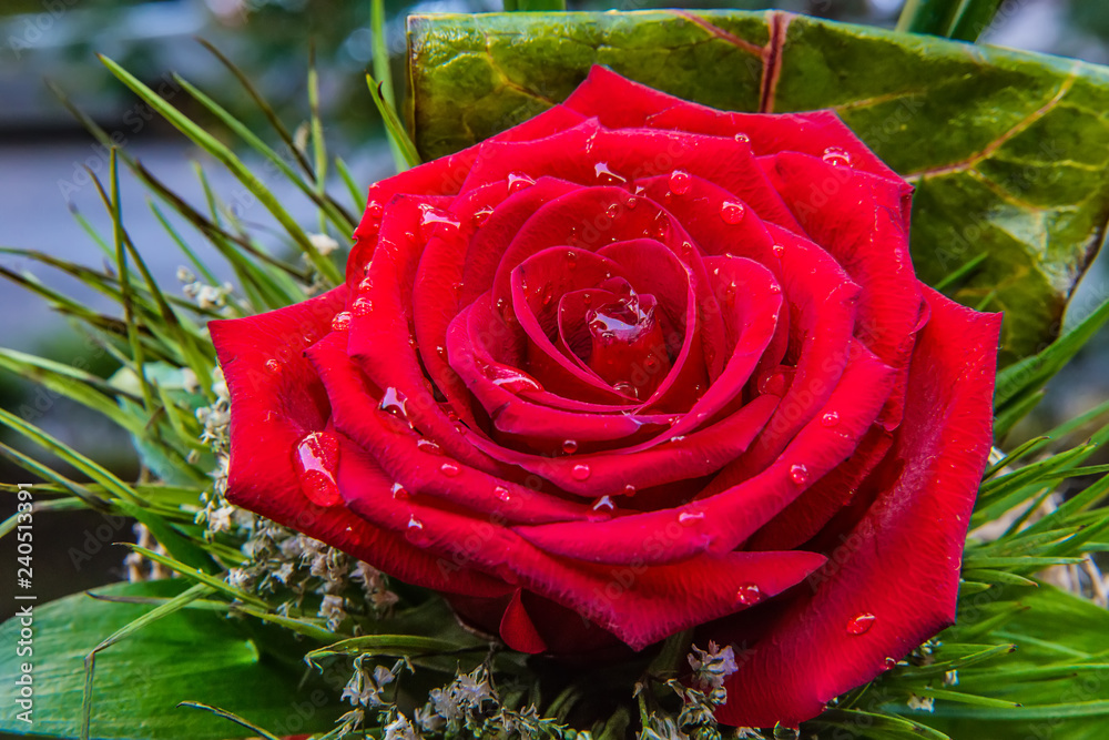 Naklejka premium Red rose with water drops 