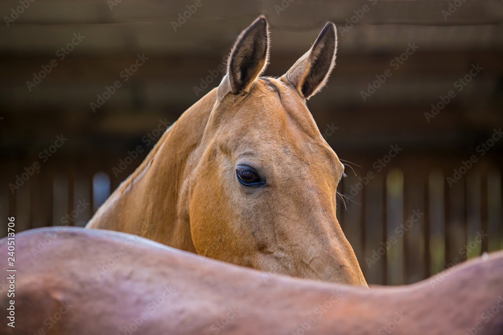 Obraz premium Head of brown horse with dark eyes peeking from behind another horse back, blurry wooden planks background, spring day in a farm, close up portrait