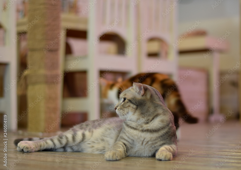 Naklejka premium Cat laying on floor 