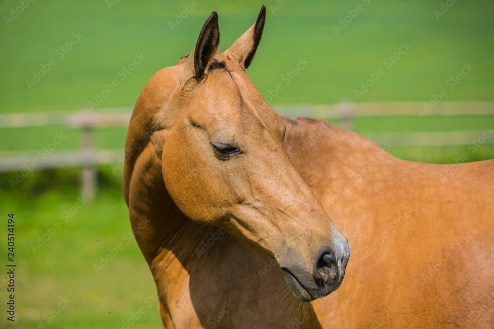 Brown reddish horse standing in a pasture with closed eyes on a sunny spring day at a farm, blurry green background, wooden fence, close up image