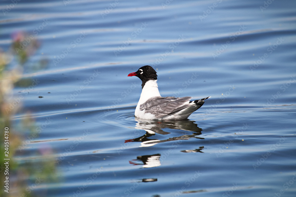 The back of a Franklin's Gull swimming on water The back of a Franklin's Gull swimming on water