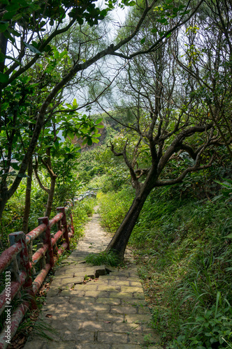 Hidden way in the jungle surrounded by green vegetation