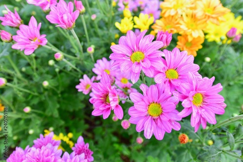 Beautiful Vibrant Pink Chrysanthemum Flowers