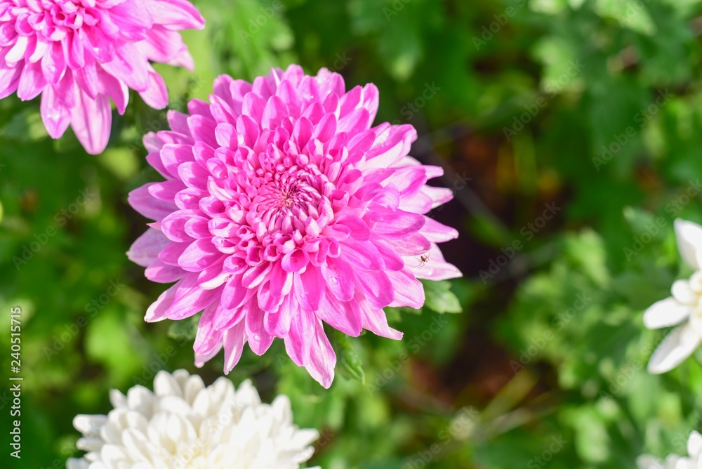 Close-Up View of Blooming Pink Chrysanthemum Flowers Close-Up View of Blooming Pink Chrysanthemum Flowers