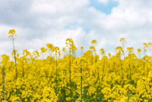 Bright yellow oilseed rape close up  selective focus