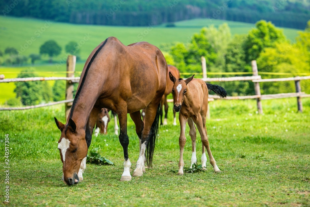 Brown horse mother with her foal grazing in paddock, Akhal teke warm blood horse, sunny spring day, farm, green trees and yellow flower field in background, fence with wooden poles, rural countryside Brown horse mother with her foal grazing in paddock, Akhal teke warm blood horse, sunny spring day, farm, green trees and yellow flower field in background, fence with wooden poles, rural countryside