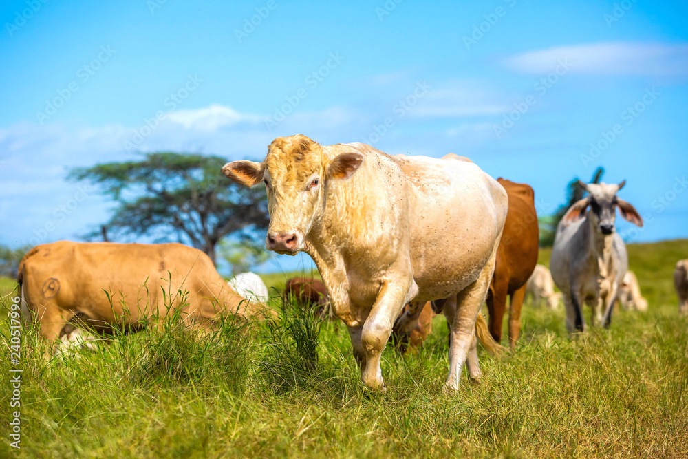 Beautiful cattle standing in the field of grass in farm Beautiful cattle standing in the field of grass in farm
