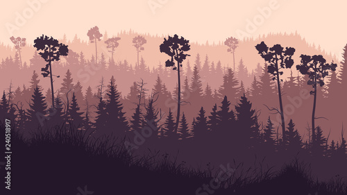 Horizontal illustration of coniferous twilight forest.