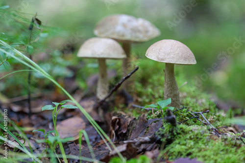 Leccinum scabrum, commonly known as the rough-stemmed bolete, scaber stalk, and birch bolete © Aleksey Solodov