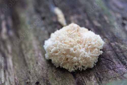 Hericium coralloides is a saprotrophic fungus, commonly known as the coral tooth fungus