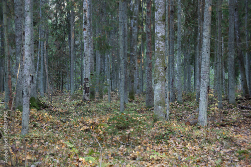 Autumn landscape in the fir forest with a mixture of birch