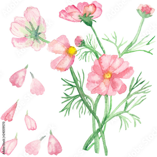 Watercolor pattern, seamless composition delicate pink daisies on green stems with needle leaves, on a pink background. Crumbling flower. Hand-painted rare pink daisies for beautiful design