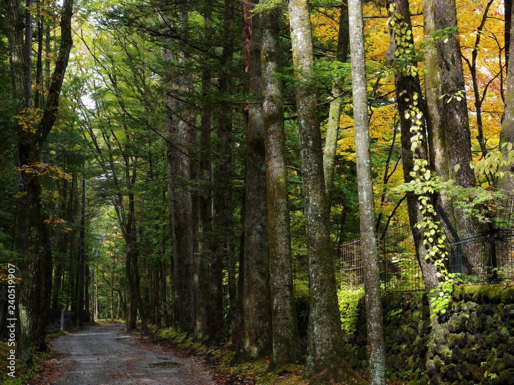 Obraz premium 日本の紅葉