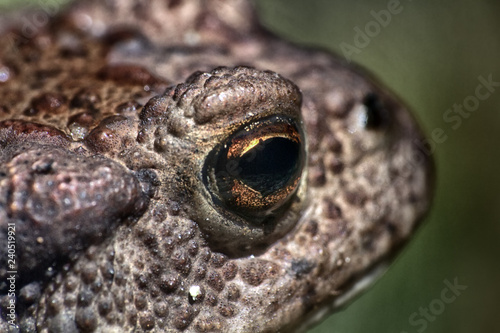Canvas Print toad from Scandinavia where it is a rare species