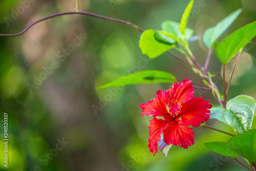 El Yunque National Forest Puerto Rico scenic view photo