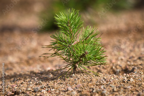 Young firs planted (regrowth) on plot with sandy soil photo