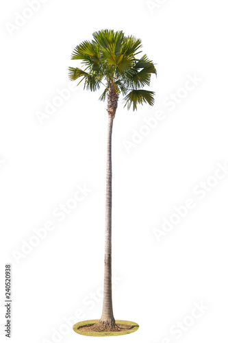 Palm tree isolated on white background. © krsprs