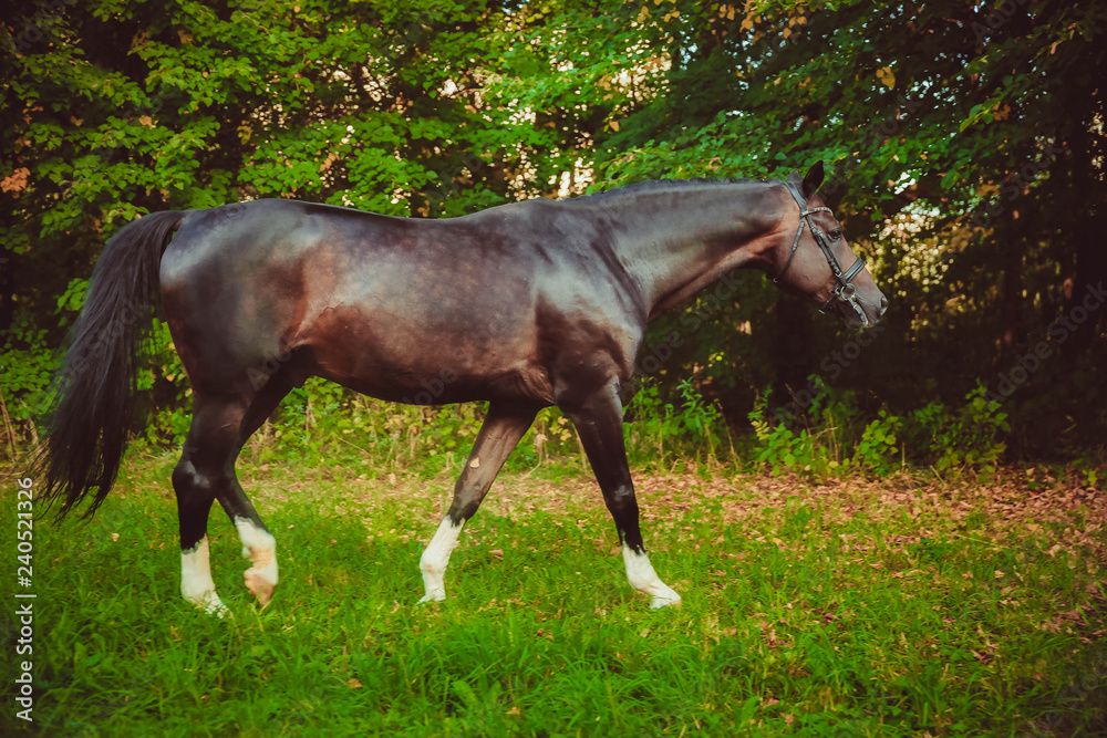 Naklejka premium horse in the field
