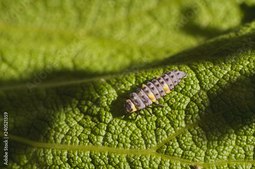 Larvae of beetles Looks like a worm There are beautiful colors on the body. photo