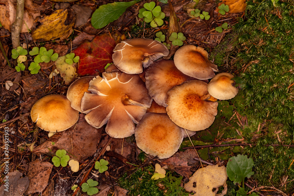 Armillaria summer (Kuehneromyces mutabilis) Armillaria summer (Kuehneromyces mutabilis)