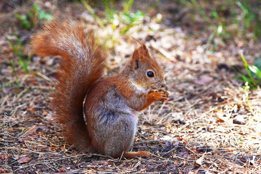The red squirrel or Eurasian red squirrel (Sciurus vulgaris) The red squirrel or Eurasian red squirrel (Sciurus vulgaris)
